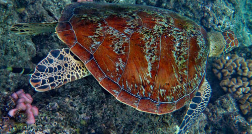 Turtle On The Great Barrier Reef