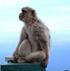 Monkey In Gibralter